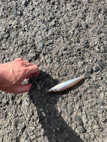 シロギスの釣果