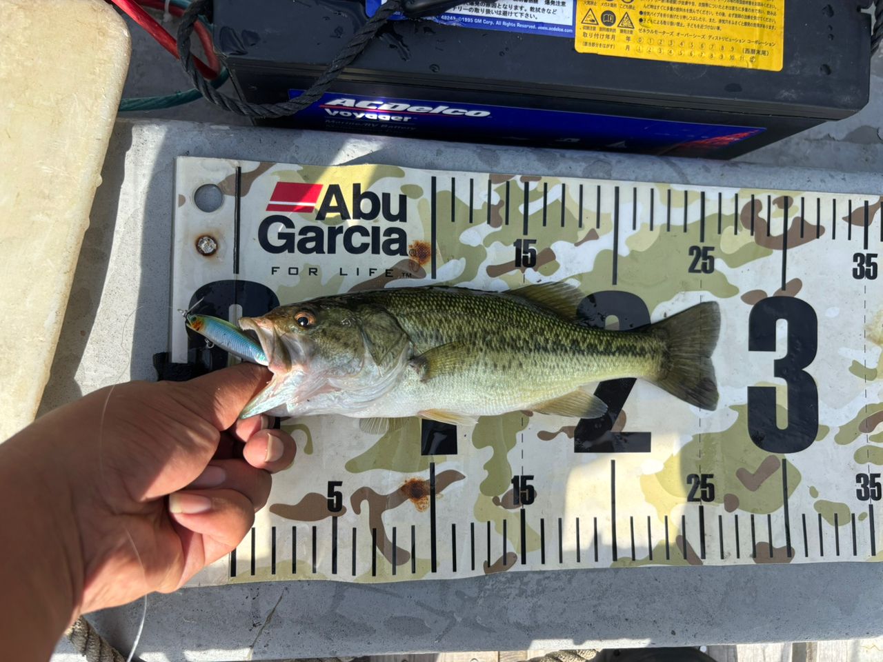 ラージマウスバス