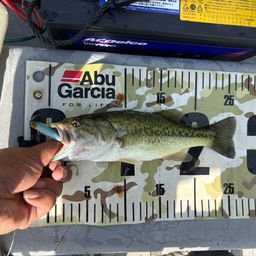 ラージマウスバス