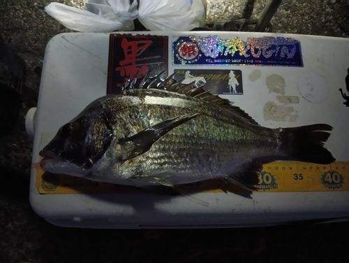 チヌの釣果