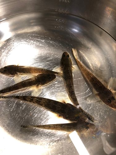 釣果