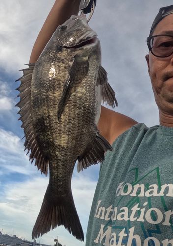 クロダイの釣果