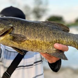 スモールマウスバス