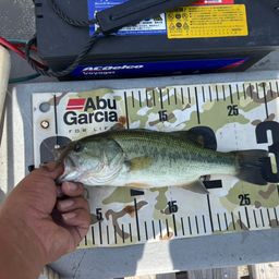 ラージマウスバス