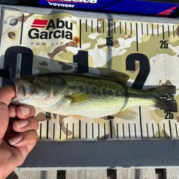 ラージマウスバス