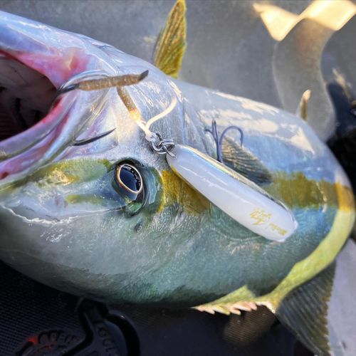 ヒラマサの釣果