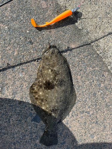 ヒラメの釣果