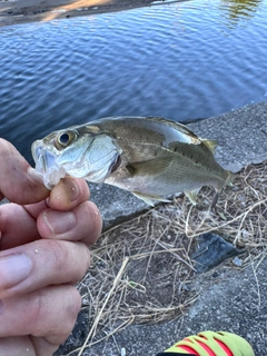 セイゴ（ヒラスズキ）の釣果