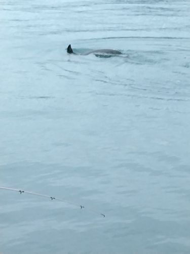 イカの釣果