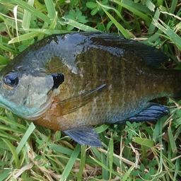 ブルーギル