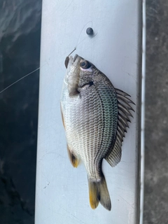 チンチンの釣果