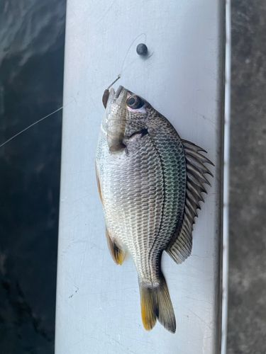 チンチンの釣果