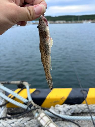 ハゼの釣果