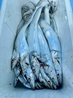 タチウオの釣果