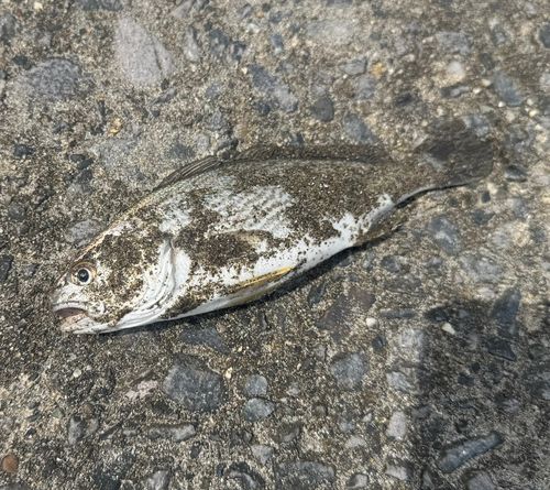 イシモチの釣果
