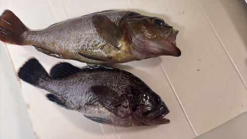 エゾメバルの釣果