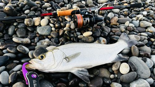 セイゴ（ヒラスズキ）の釣果