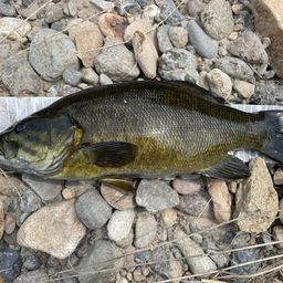 スモールマウスバス