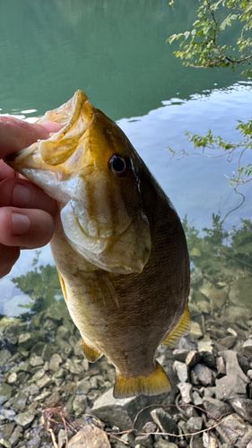 スモールマウスバスの釣果