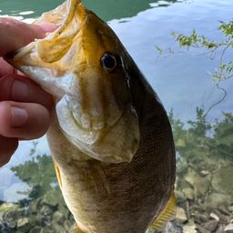 スモールマウスバス