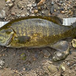 スモールマウスバス