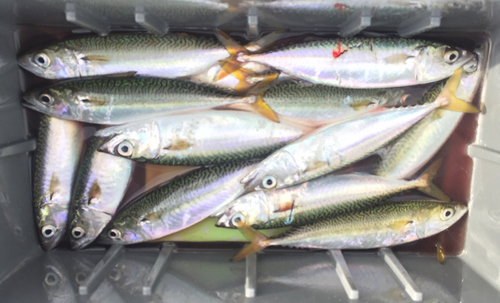 サバの釣果