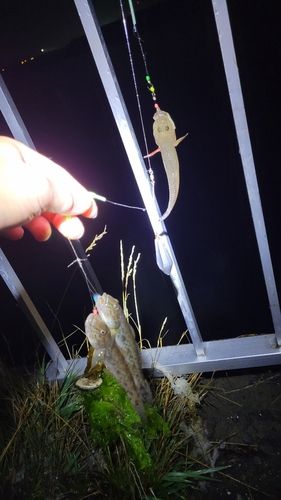 ハゼの釣果
