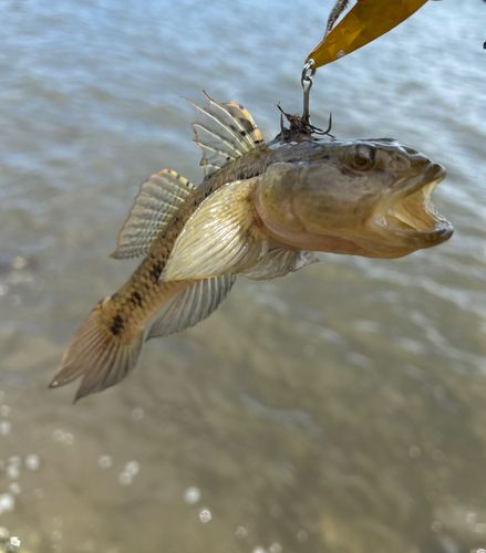 ウロハゼの釣果