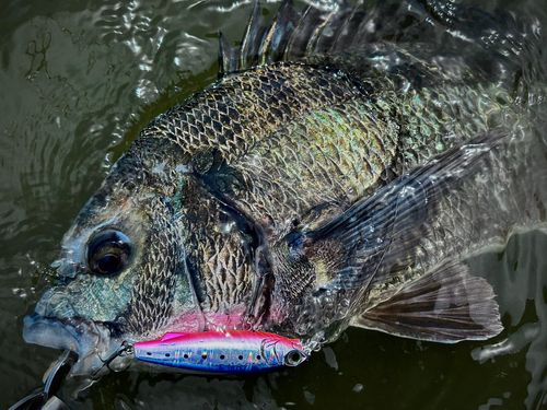 チヌの釣果