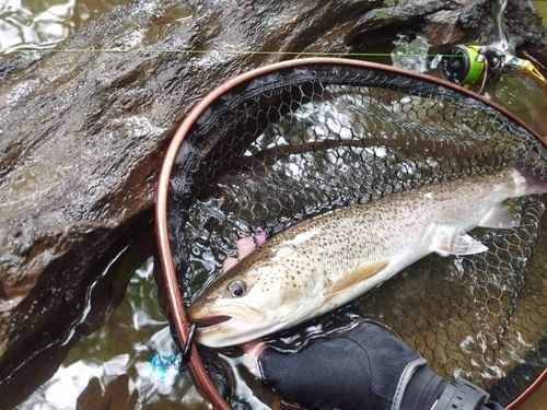 イトウの釣果