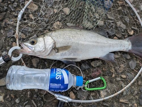 ヒラスズキの釣果