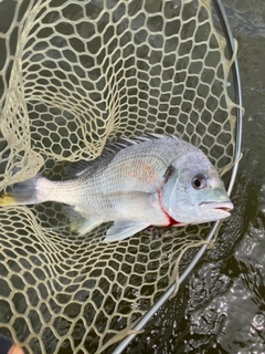キビレの釣果