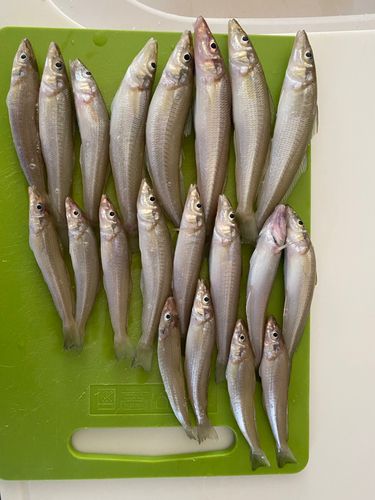 キスの釣果