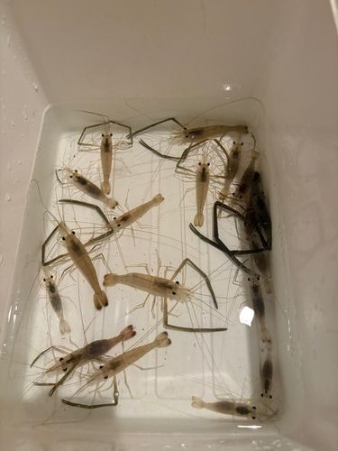 テナガエビの釣果