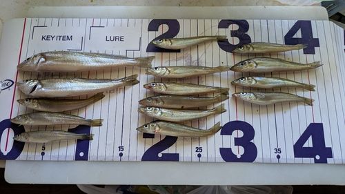 シロギスの釣果