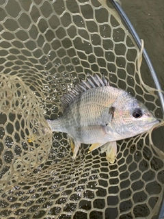 キビレの釣果