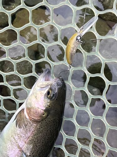 レインボートラウトの釣果