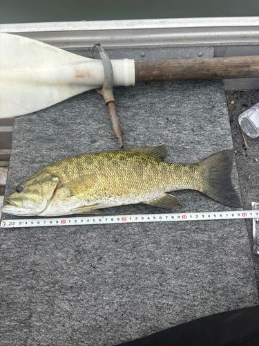 スモールマウスバスの釣果