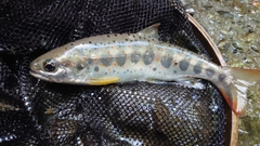 アマゴの釣果