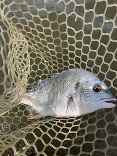 キビレの釣果