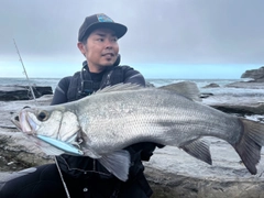ヒラスズキの釣果