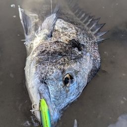 チヌ