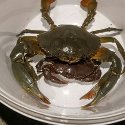 トゲノコギリガザミ