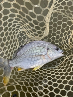 キビレの釣果