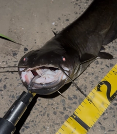 ナマズの釣果