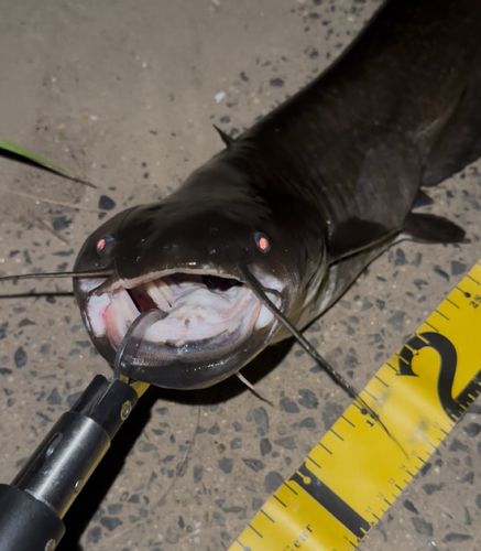 ナマズの釣果
