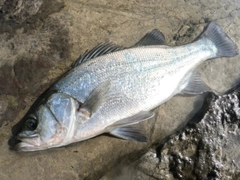 ヒラスズキの釣果