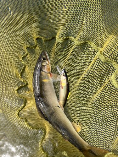 アユの釣果