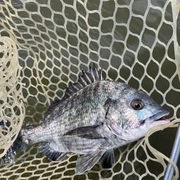 クロダイ
