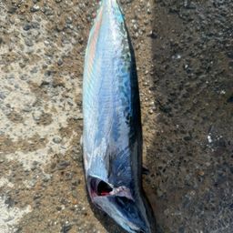 ソウダガツオ